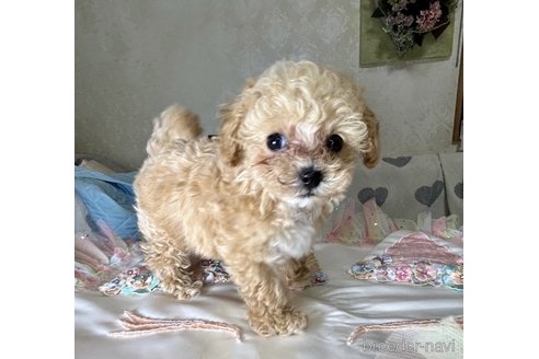 成約済の東京都のミックス犬-259319の3枚目