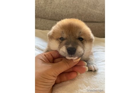 成約済の滋賀県の柴犬-253911の11枚目