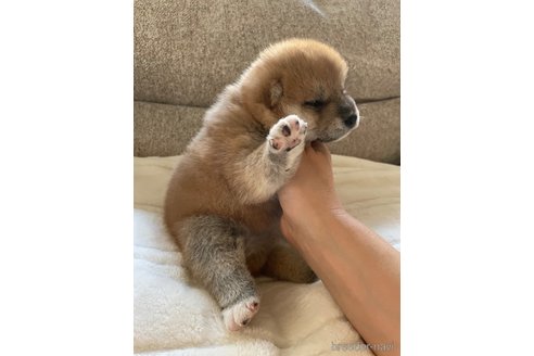 成約済の滋賀県の柴犬-253911の6枚目