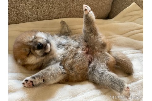 成約済の滋賀県の柴犬-253911の8枚目