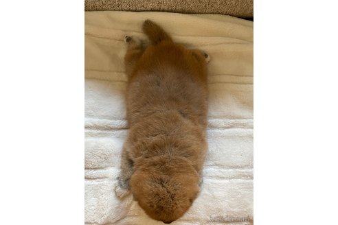 成約済の滋賀県の柴犬-253911の9枚目