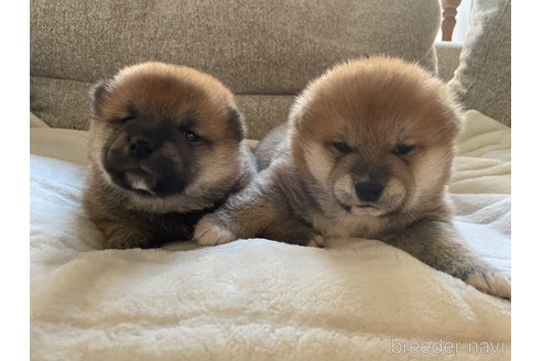 成約済の滋賀県の柴犬-253911の10枚目