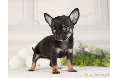 成約済の神奈川県のチワワ(ロングコート)-253875の3枚目