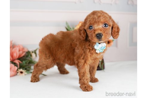 成約済の神奈川県のトイプードル-246778の3枚目