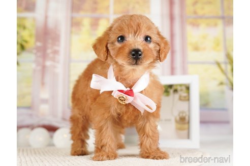 成約済の神奈川県のトイプードル-253856の3枚目