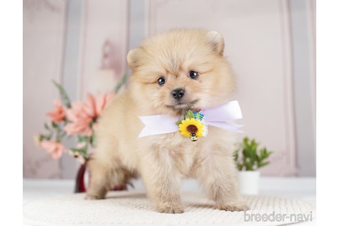 成約済の神奈川県のポメラニアン-254665の3枚目