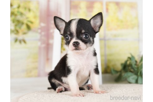 成約済の神奈川県のチワワ(ロングコート)-253861の3枚目