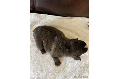 成約済の滋賀県のフレンチブルドッグ-255983の4枚目