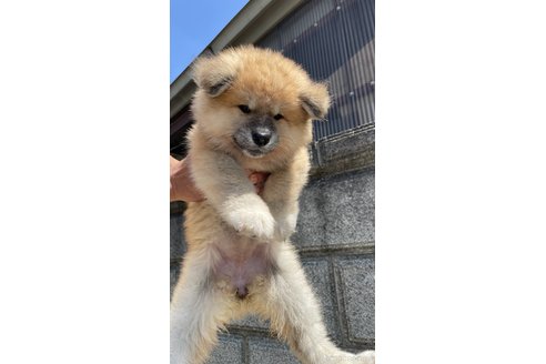 成約済の山梨県の秋田犬-257386