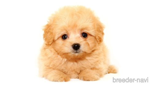 子犬