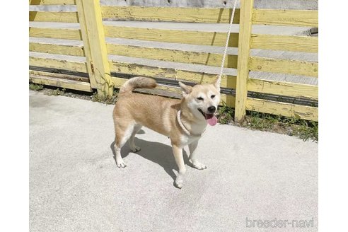 成約済の奈良県の柴犬-259480の2枚目