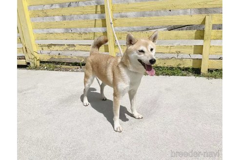 成約済の奈良県の柴犬-259480の3枚目