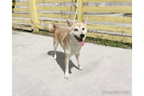 成約済の奈良県の柴犬-259480の4枚目