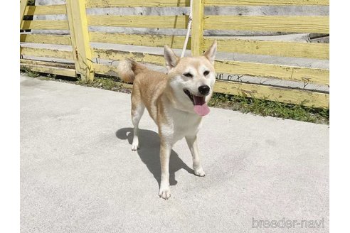 成約済の奈良県の柴犬-259480の5枚目