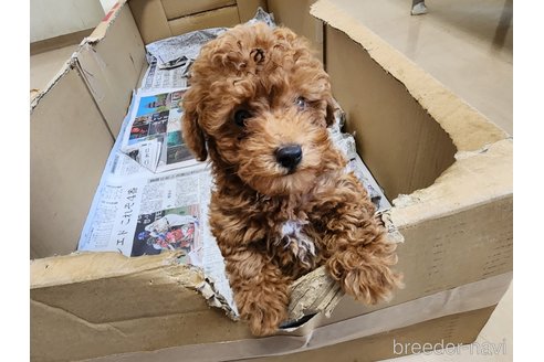 成約済の愛知県のトイプードル-259576の7枚目