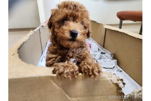 成約済の愛知県のトイプードル-259576の2枚目
