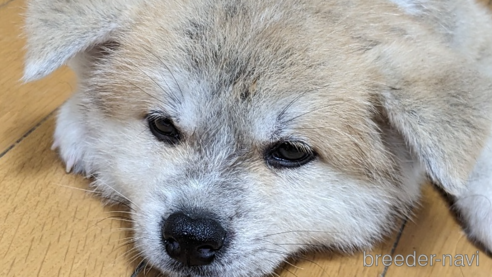 販売中の滋賀県の秋田犬-259629