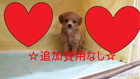 成約済の東京都のチワプー:チワワ×トイプードル-259637の1枚目