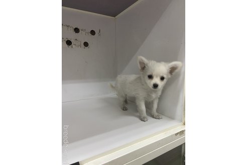成約済の東京都のチワワ(ロングコート)-253611の2枚目