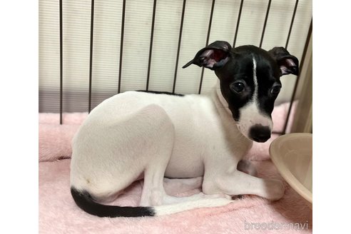 販売中の岩手県のイタリアングレーハウンド(イタグレ)-243873