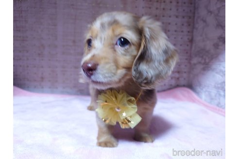 成約済の福岡県のミニチュアダックスフンド(ロングヘアード)-249937の6枚目