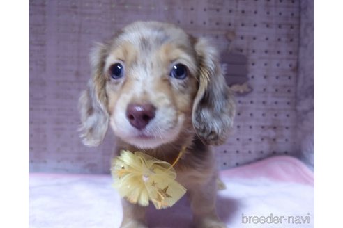 成約済の福岡県のミニチュアダックスフンド(ロングヘアード)-249937の3枚目