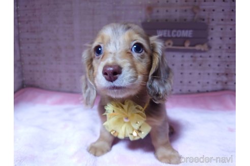 成約済の福岡県のミニチュアダックスフンド(ロングヘアード)-249937の4枚目