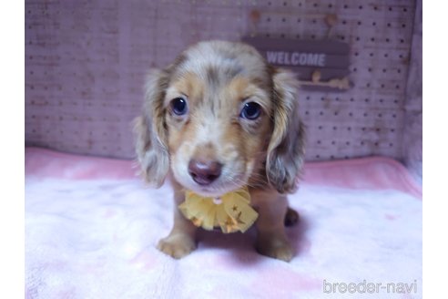 成約済の福岡県のミニチュアダックスフンド(ロングヘアード)-249937の5枚目