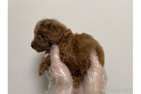 成約済の東京都のタイニープードル-259758の2枚目