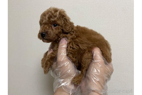 成約済の東京都のタイニープードル-259757の4枚目