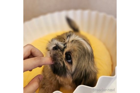 成約済の北海道のミックス犬-259813の6枚目