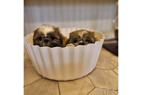 成約済の北海道のミックス犬-259813の5枚目