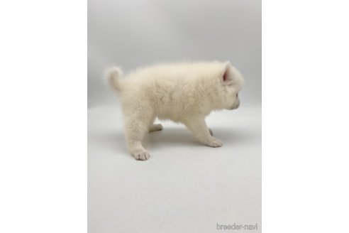 成約済の愛知県の日本スピッツ-257602の6枚目