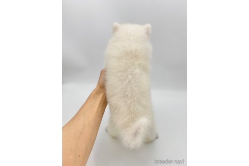 成約済の愛知県の日本スピッツ-257602の5枚目