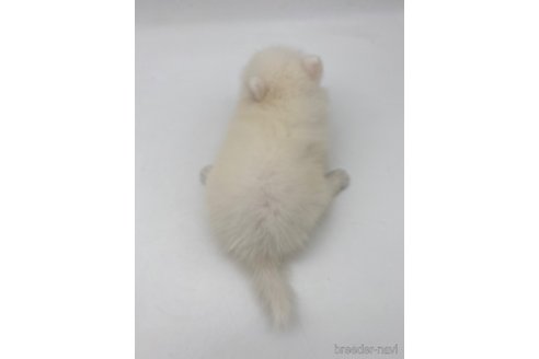 成約済の愛知県の日本スピッツ-257606の2枚目