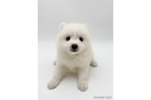 成約済の愛知県の日本スピッツ-257606の3枚目