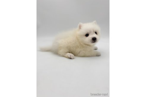 成約済の愛知県の日本スピッツ-257606の4枚目