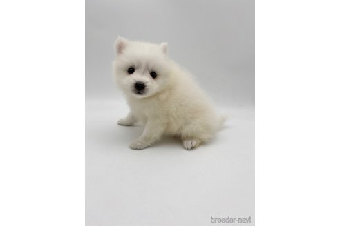 成約済の愛知県の日本スピッツ-257606の5枚目