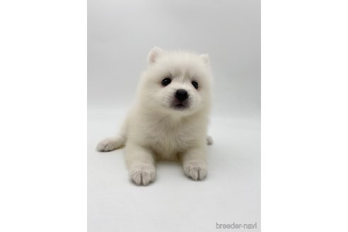 成約済の愛知県の日本スピッツ-257606の7枚目