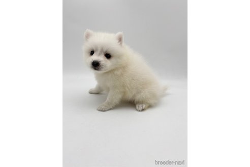 成約済の愛知県の日本スピッツ-257606の8枚目