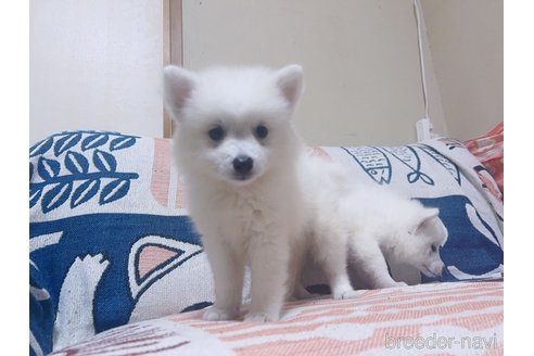 販売中の茨城県の日本スピッツ-259823の5枚目