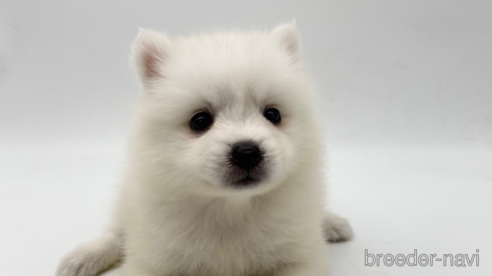 成約済の愛知県の日本スピッツ-257606