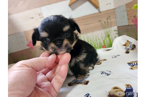 成約済の神奈川県のチワワ(ロングコート)-259827の23枚目
