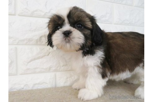 成約済の大阪府のシーズー-259837の4枚目