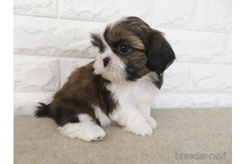 成約済の大阪府のシーズー-259837の3枚目