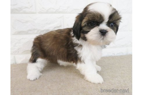 成約済の大阪府のシーズー-259837の1枚目