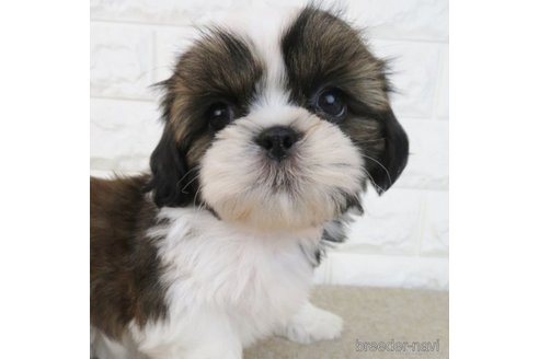 成約済の大阪府のシーズー-259837の5枚目