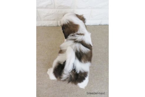 成約済の大阪府のシーズー-259839の3枚目