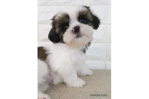 成約済の大阪府のシーズー-259839の4枚目