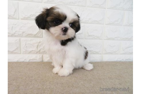 成約済の大阪府のシーズー-259839の2枚目